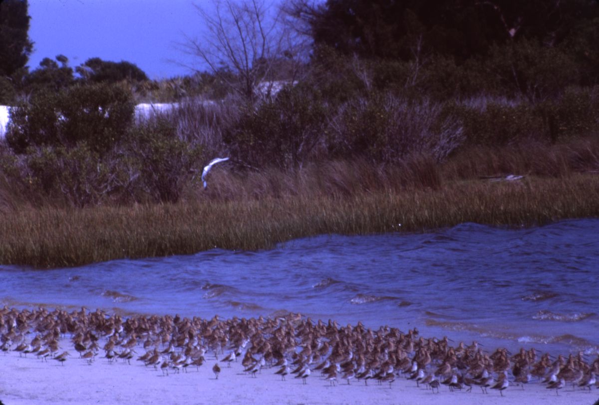 Shore birds