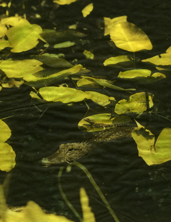 Baby alligator with adult