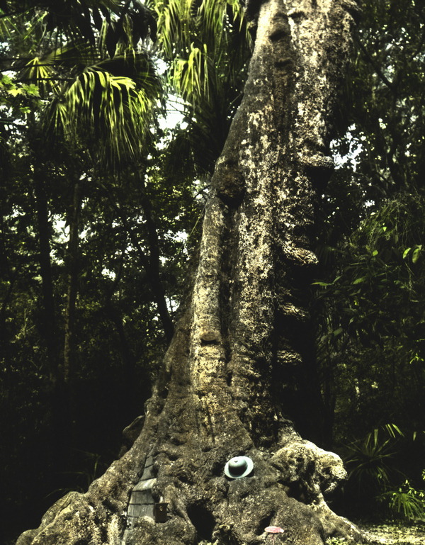 Large tree trunk