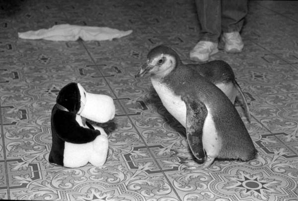 Penguin with a toy penguin during a Dept. of Commerce photo-op in Tallahassee, Florida.