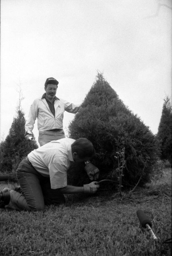 Governor Bob Martinez cuts his Christmas tree - Tallahassee, Florida.