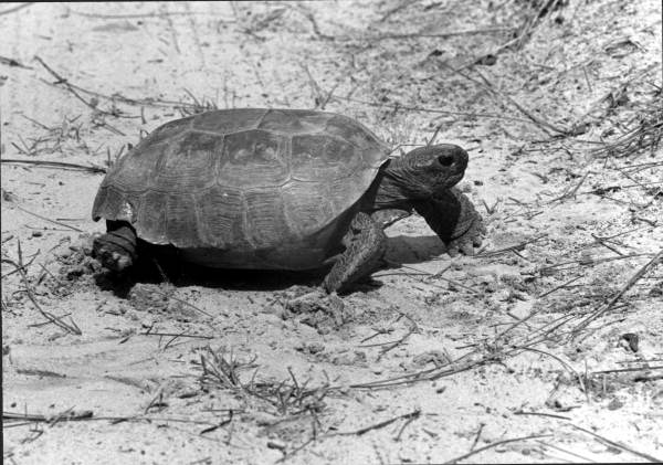 Gopher Tortoise walking across the sand