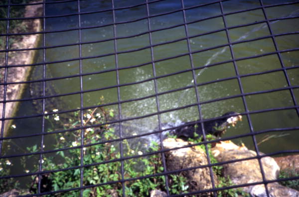 View of gator at the Big Cypress Seminole Indian Reservation.
