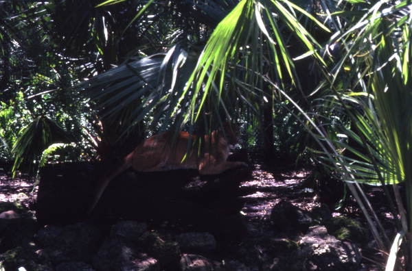 Florida panther at the Big Cypress Seminole Indian Reservation.
