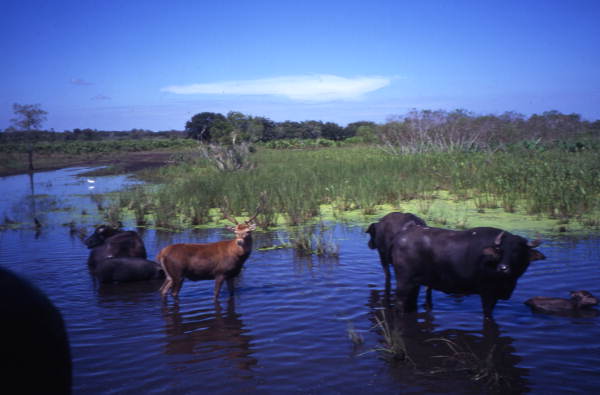 View of a deer with water buffalo at the Big Cypress Seminole Indian Reservation.