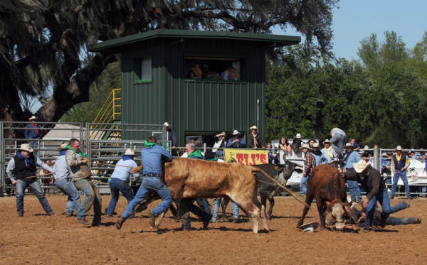 Polk Ranch rodeo.