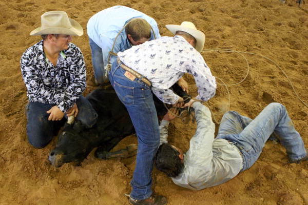 Cowboys roping a calf during the Okee Ranch rodeo.