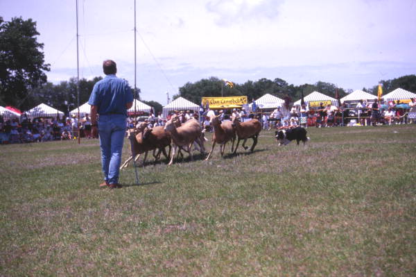View showing sheepherding with border collie at the Scottish Highland Games in Dunedin, Florida.