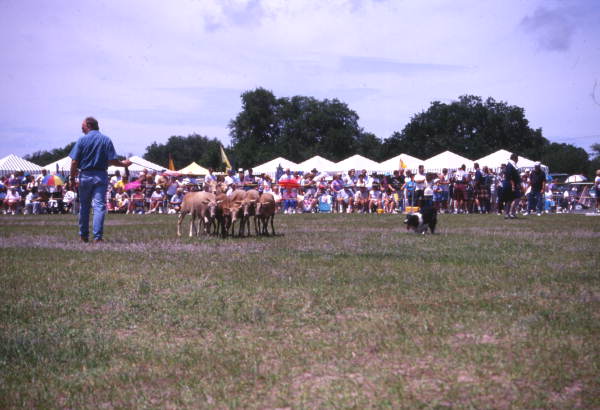 View showing border collie herding sheep at the Scottish Highland Games in Dunedin, Florida.