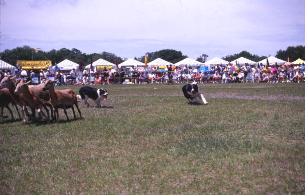 View of border collies herding sheep at the Scottish Highland Games in Dunedin, Florida.
