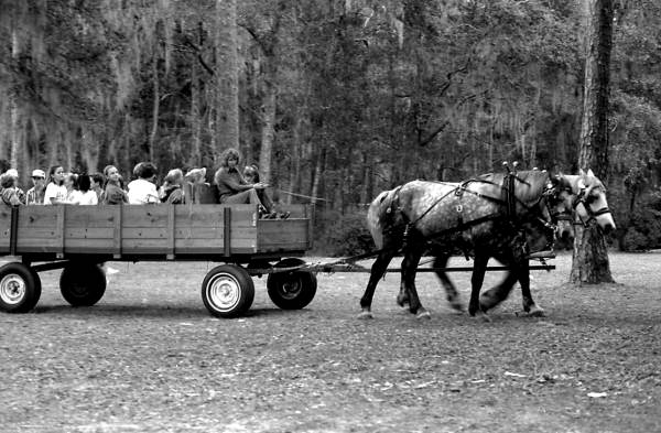 Patti Duval taking children on a horse-drawn wagon ride at Rural Folklife Days- White Springs, Florida