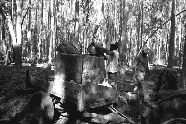 Turpentine worker filling barrels on trailer from bucket filled with gum collected from pine trees.