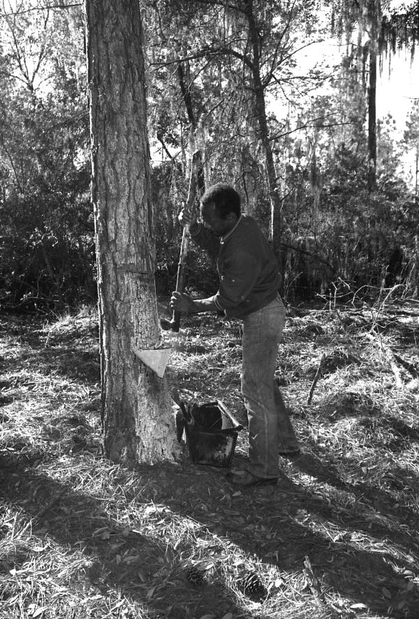 African American man chipping at a tree to collect turpentine.