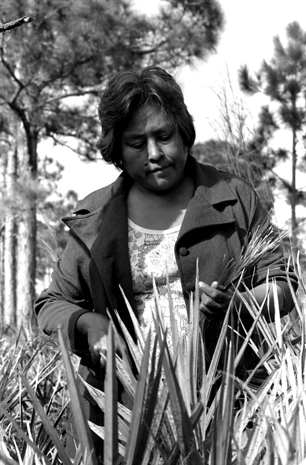 Margaret Cypress gathering sweetgrass for baskets- Immokalee, Florida