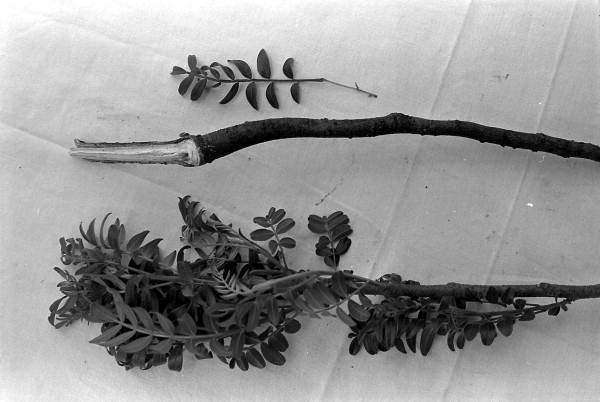 Medicinal herbs used by Susie Billie for medicine- Big Cypress Seminole Indian Reservation, Florida
