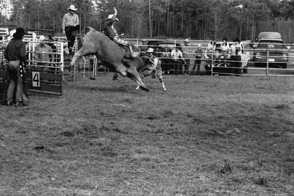 Bull riding at the Macclenny Rodeo- Macclenny, Florida