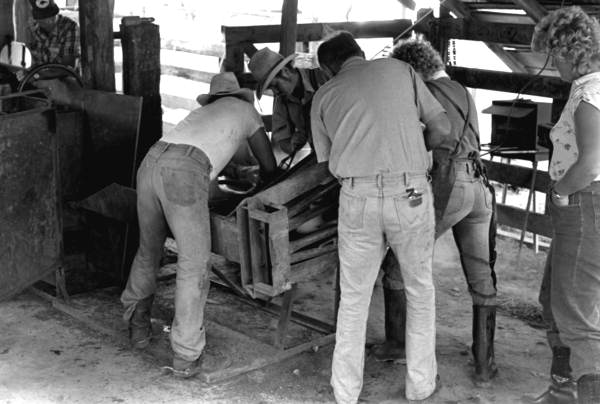 Terry Myers and Ronnie Sylvester castrating, marking, and branding cattle at Buck Island Ranch with the help of Sarah Childs, Dan Childs, and Denise Lasher- Lake Placid, Florida