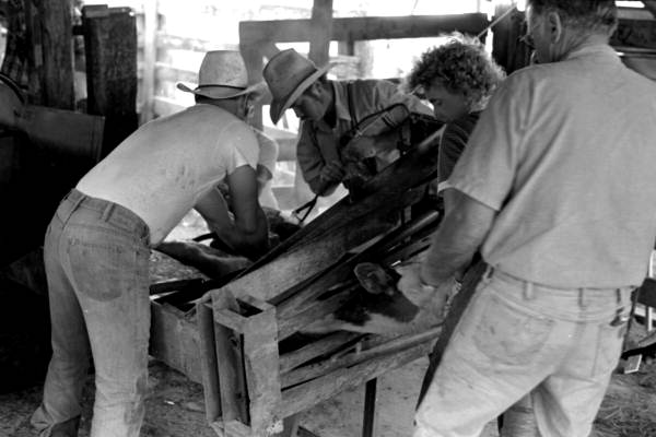 Terry Myers, Ronnie Sylvester, Sarah Childs, and Dan Childs castrating, marking, and branding cattle at Buck Island Ranch- Lake Placid, Florida