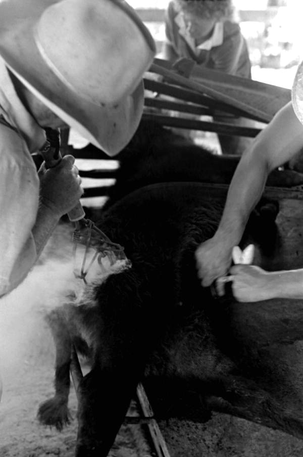 Cowboys castrating, marking, and branding cattle at Buck Island Ranch- Lake Placid, Florida