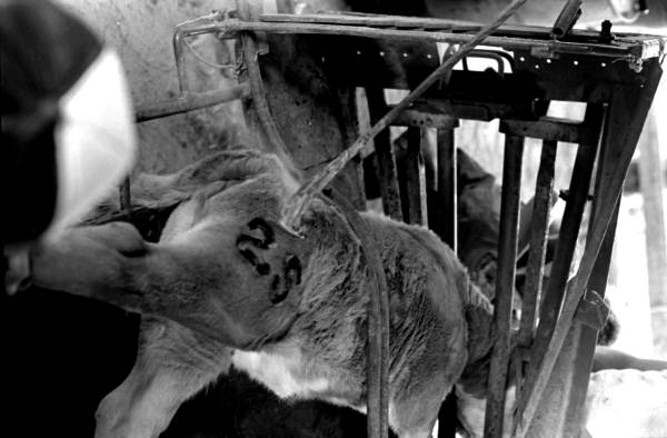 Branded calf at Buck Island Ranch- Lake Placid, Florida