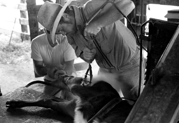 Ronnie Sylvester branding a calf at Buck Island Ranch- Lake Placid, Florida