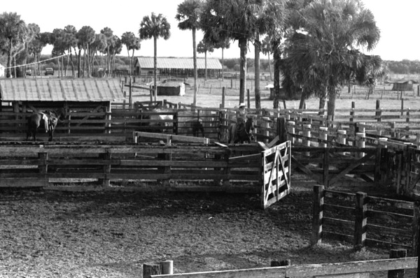 Cattle pens at Buck Island Ranch- Lake Placid, Florida