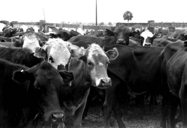Cattle at Buck Island Ranch- Lake Placid, Florida