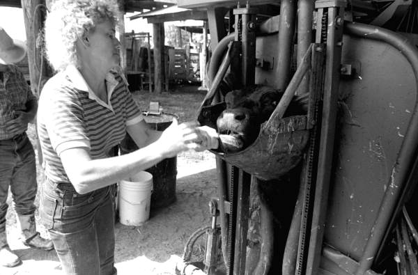 Sarah Childs worming a cow at Buck Island Ranch- Lake Placid, Florida