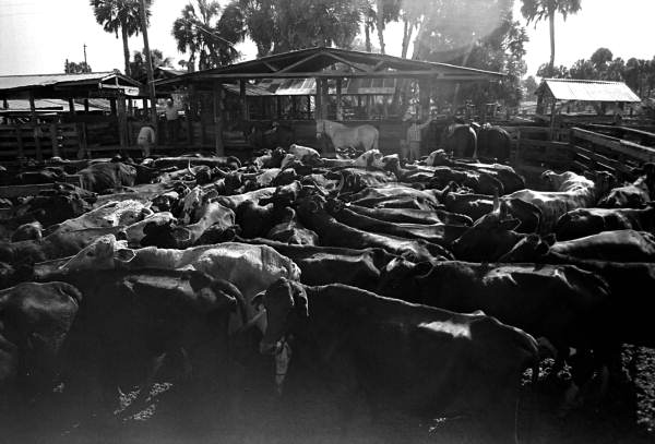 Cattle in their pens at Buck Island Ranch- Lake Placid, Florida