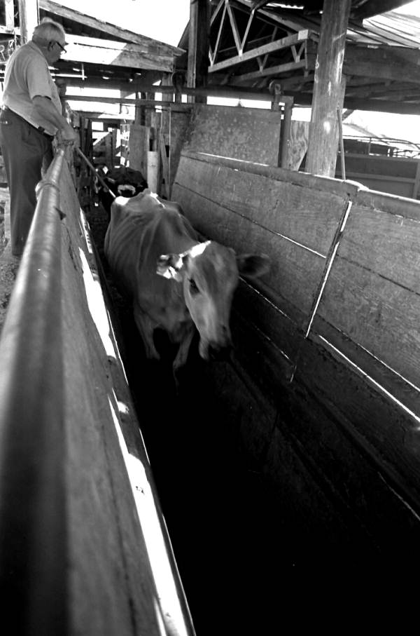 Cow making its way through a separating chute at Buck Island Ranch- Lake Placid, Florida