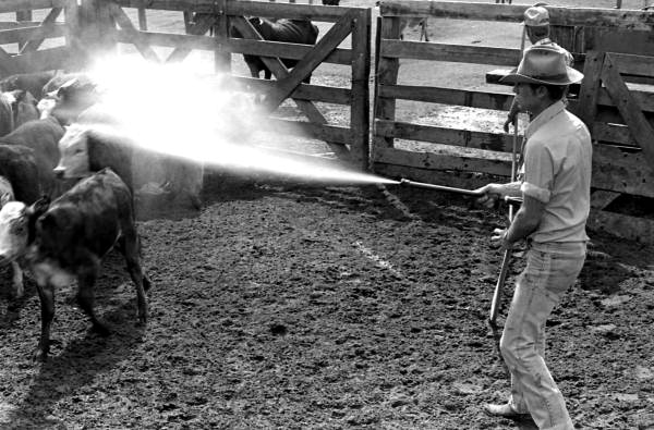 Lloyd McGee spraying cattle with a hose at Buck Island Ranch- Lake Placid, Florida