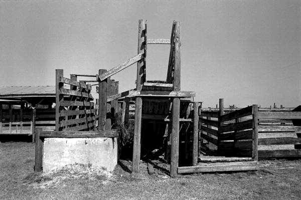 Separating chute in the cattle pens on Maxcy Ranch- Frostproof, Florida