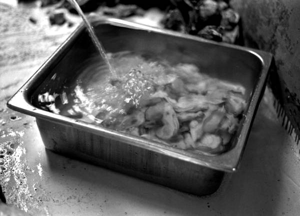 Shucked oysters soaking in water at Joyner Oyster Co.- Fort George Island, Florida