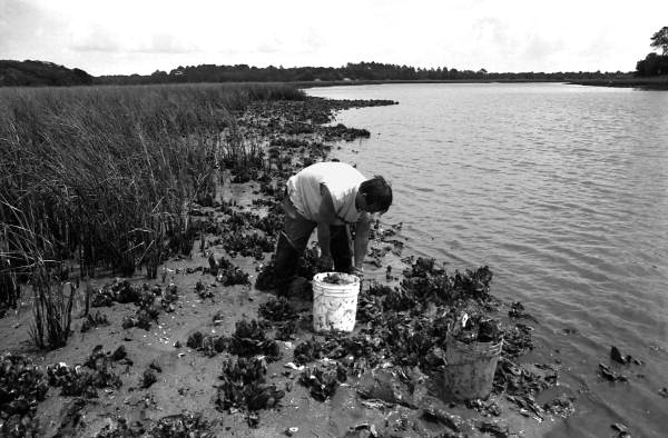 Mike Hilchey collecting oysters on Simpson's Creek.- Jacksonville, Florida
