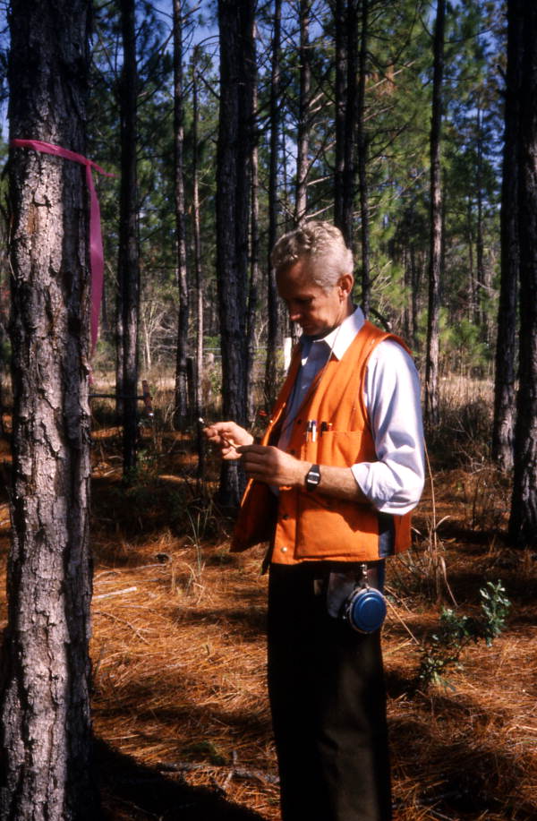 Man reading his measurements of a pine tree