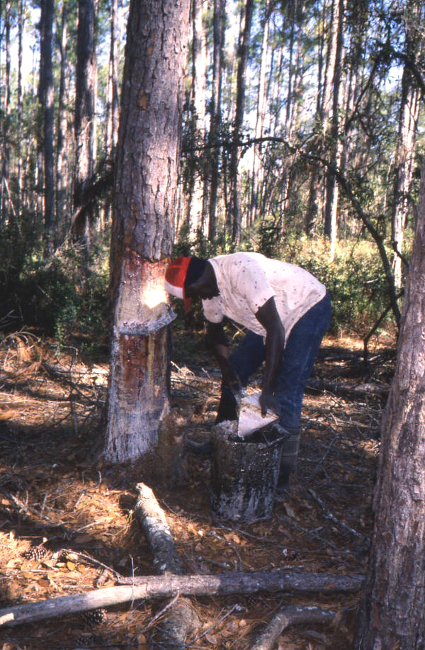 Turpentine industry worker collecting gum from pine tree.