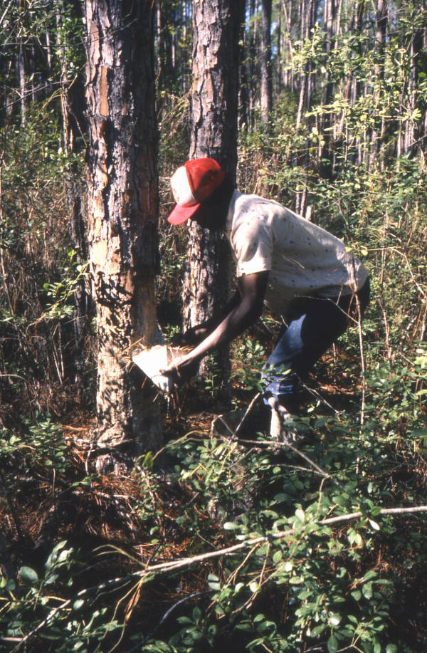 Turpentine industry worker collecting gum from pine tree.