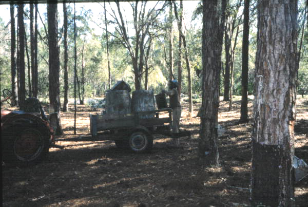 Turpentine worker filling barrels on trailer from bucket filled with gum collected from pine trees.
