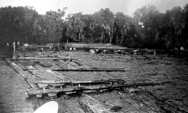 Oxen pulling cypress logs from St. Johns..