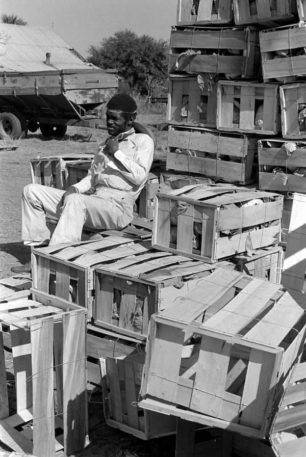Worker taking a smoke break after loading crates of cabbage onto truck - Hastings, Florida.
