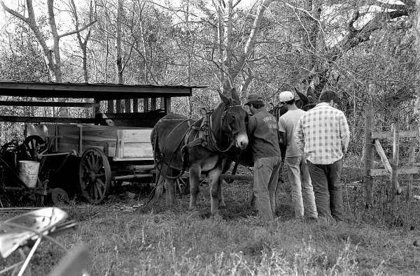 Wheelwright and coach maker John Luther and his apprentices hitching mules to a wagon - McAlpin, Florida