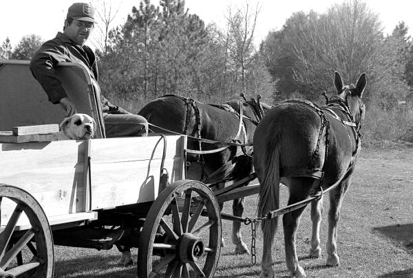 Raymond Richardson, apprentice of wheelwright and coach maker John Luther, and his team of mules- McAlpin, Florida