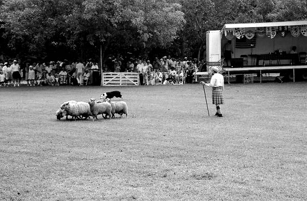 Quinn Tindall and his dog herding sheep at Key Biscayne Scottish Games- Key Biscayne, Florida