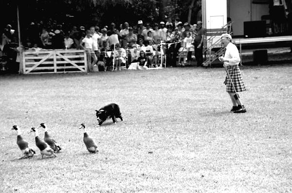 Quinn Tindall and his dog herding ducks at Key Biscayne Scottish Games- Key Biscayne, Florida