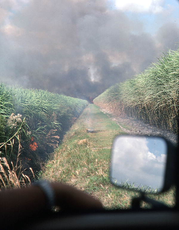 Cane field being burned - Pahokee, Florida.