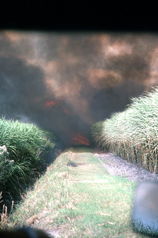 Smoke rising from a burning sugar cane field - Pahokee, Florida