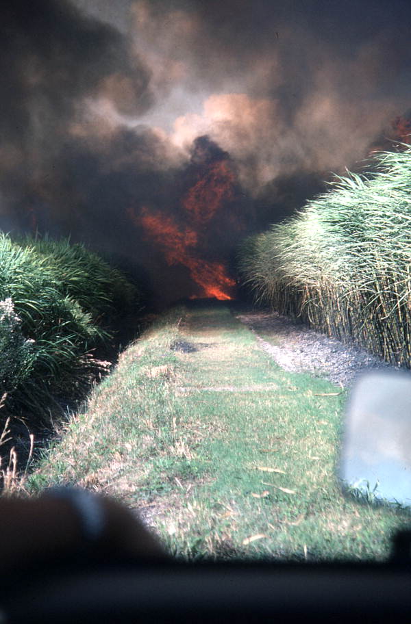Smoke rising from a burning sugar cane field - Pahokee, Florida