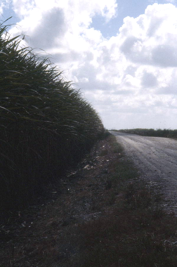 Sugar cane field - Pahokee, Florida