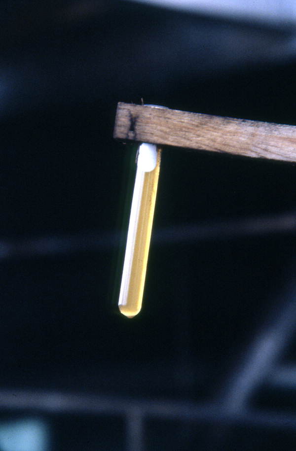 Crystalized sugar cane - Pahokee, Florida