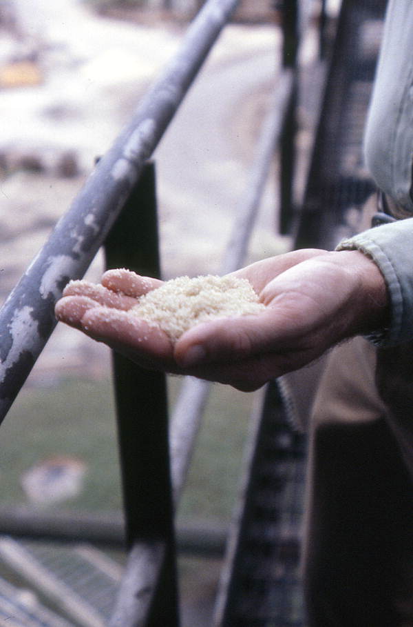 Raw sugar crystals - Pahokee, Florida
